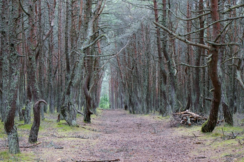 Mossy Pathways